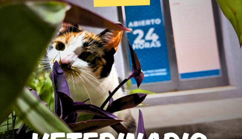 Servicios Veterinarios las 24 hs